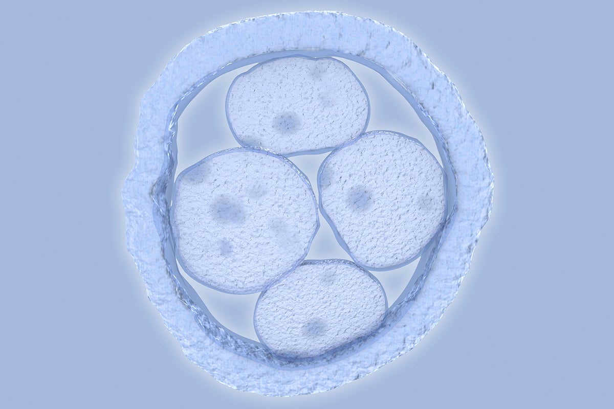 Embryos Released SBRH - First results of CRISPR gene editing of normal embryos released